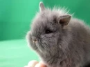 Muzzle Puff
