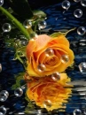 yellow rose