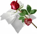 Red Rose
