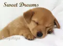 sweet dreams