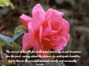 rose