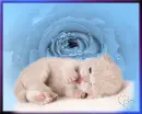 baby kitty