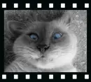 blue_eyes