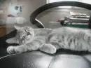 sleeping