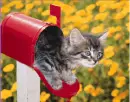 red mail box