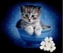 kitty in blue pot