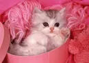 kitty pink