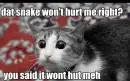 funny  kitty