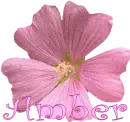 Amber Pink Flower