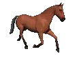 A horse