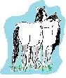 horse