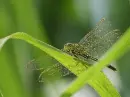 Bug