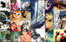 cats and violin