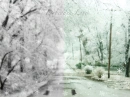snowy tree