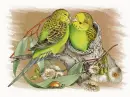 budgies