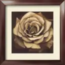 SOFT ROSE