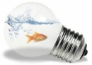 Fish in a Lightbulb