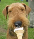dog eating ice cream