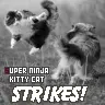 cats fight
