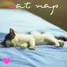 cat nap