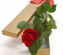 Red Rose in Box