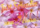 Tropical Greeting