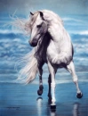 Horse2