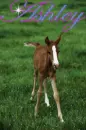 Ashley Arabian baby