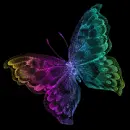 butterflies
