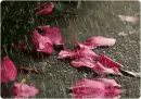 rain