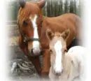 We want to spend or lifes here. Not in a small stall with no food. Its abuse!!!!!!!!!!! End Slaughter!