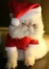 santa cat