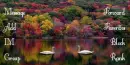 Swans Of Fall