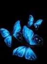 butterflies