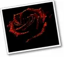 red rose