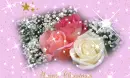 Christmas roses