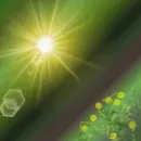 Sunny
