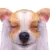cute dog