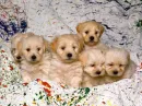 Painted Puppies