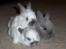 Trio