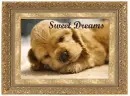 sweet dreams