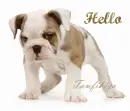 hello