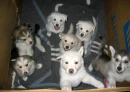 Army of Cuddles