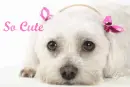 so cute