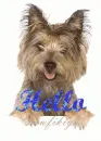 hello