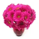 Pretty Pink Flowers