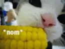 Kitty munching on corn