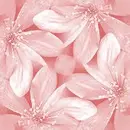 pink daisys