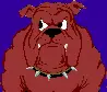 Bull Dog
