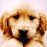 cute puppy